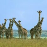 28国际:应对国际危机的合作机制与案例分析 3cm6v