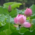 28圈H5在社交媒体中的应用与效果评估 b6zuu