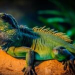 28国际:在国际舞台上提升国家软实力 tnm9a